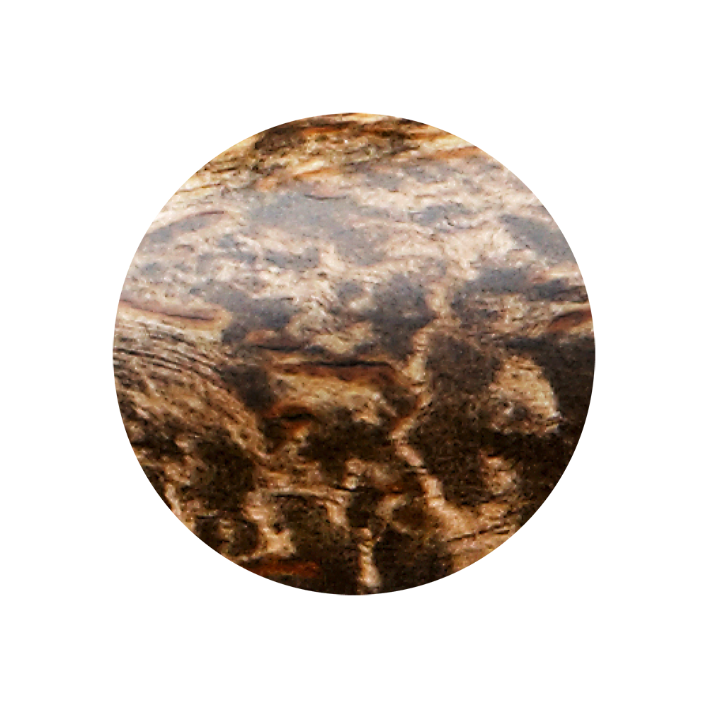 Karelische Maserbirke Varianten Bild