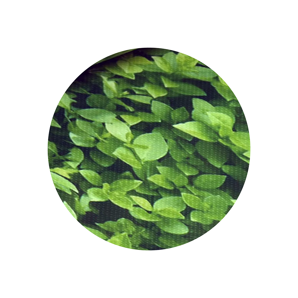 Buchshecke Varianten Bild