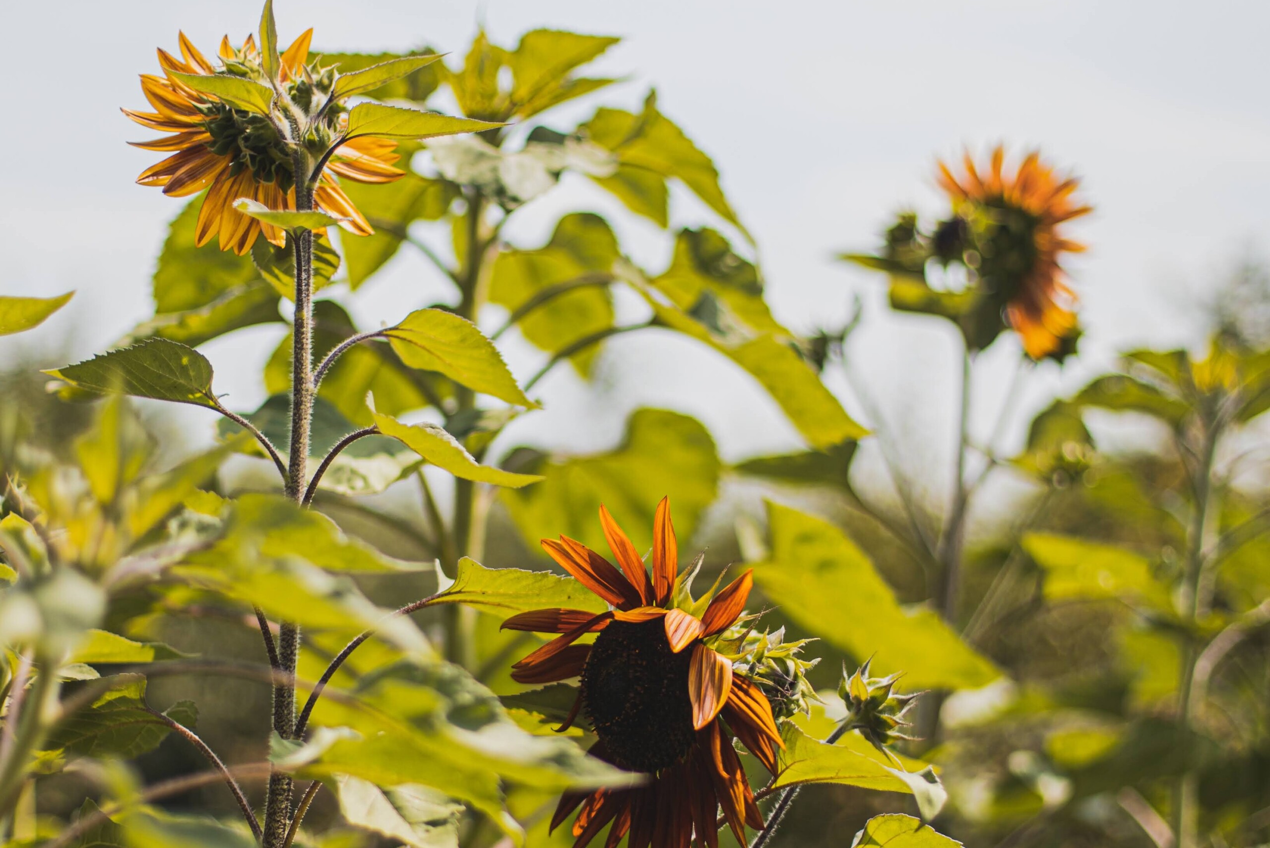 Produktfreisteller rechts
