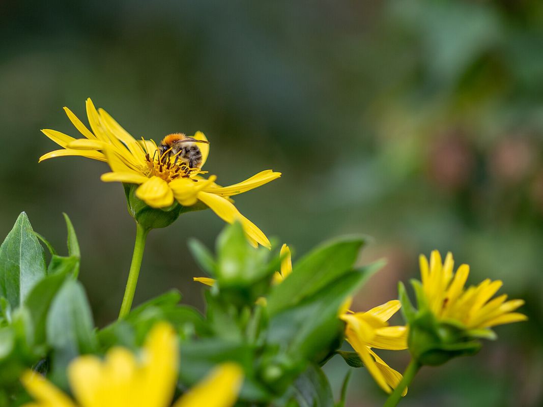 Biene auf Blume