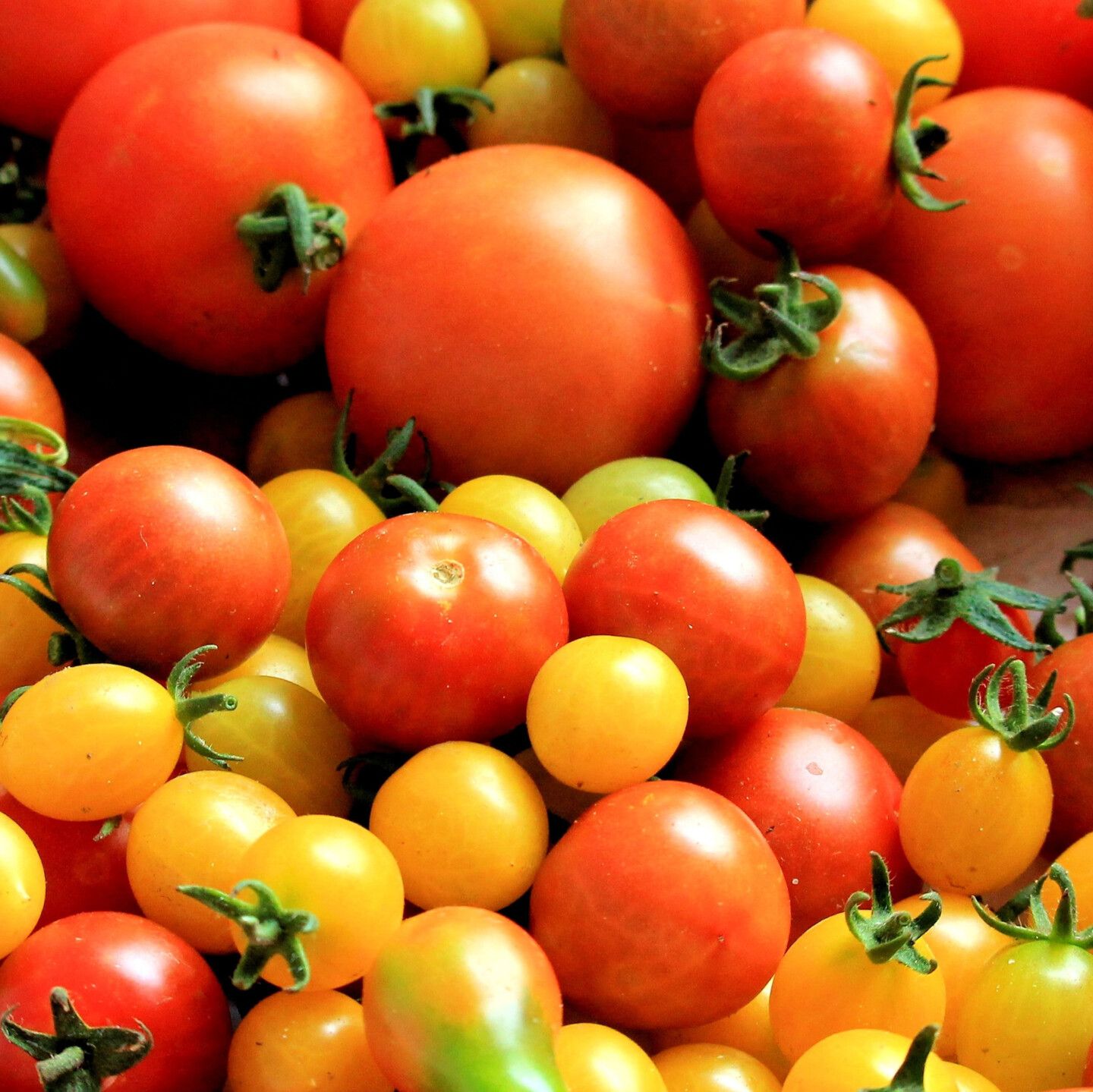 Tomatenernte