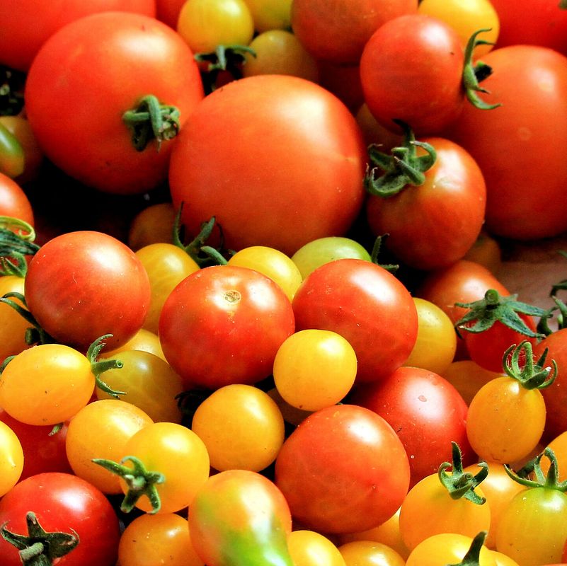 Tomatenernte