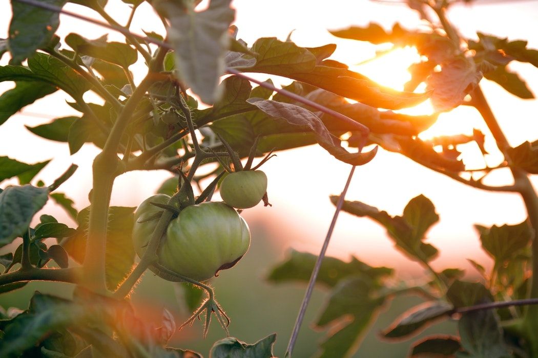 Tomaten_im_Garten
