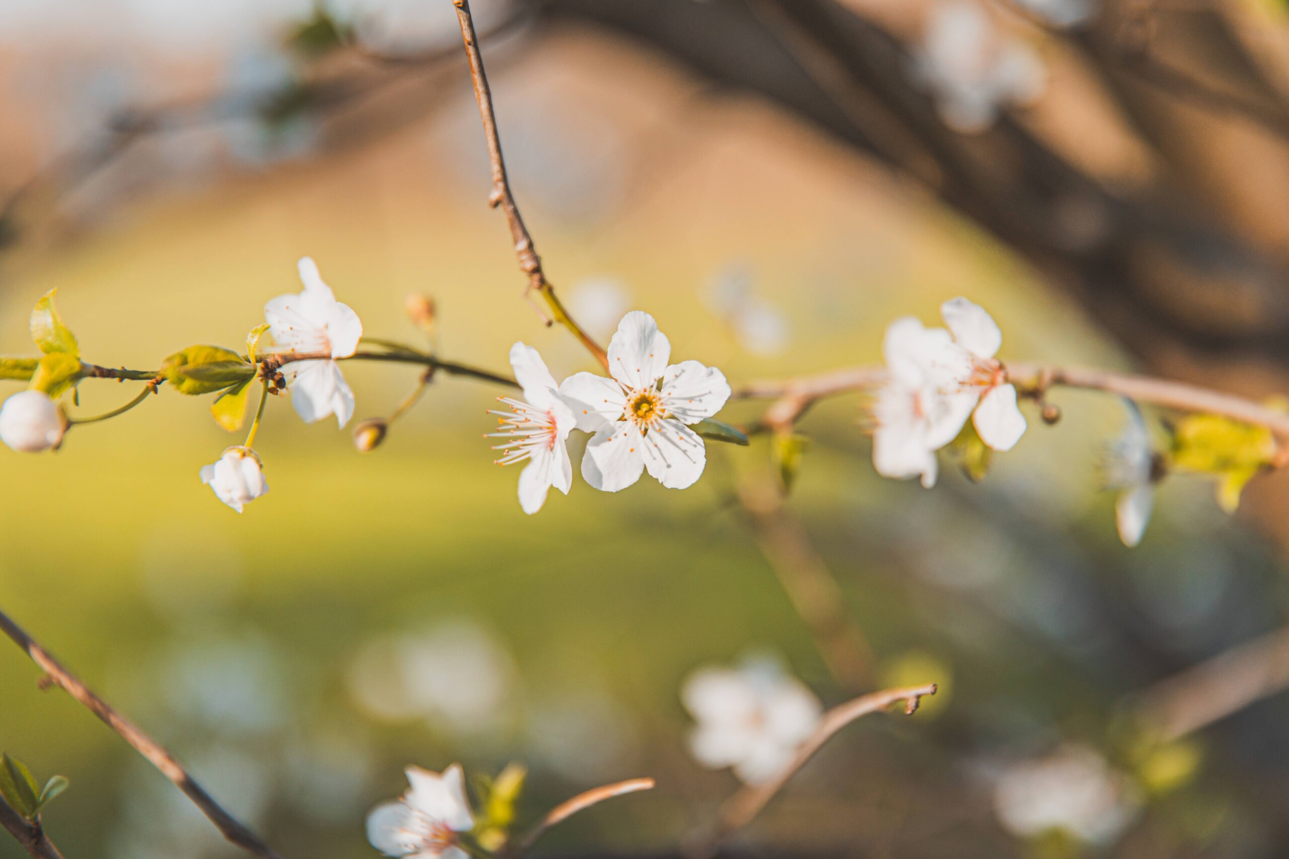 Produktfreisteller links