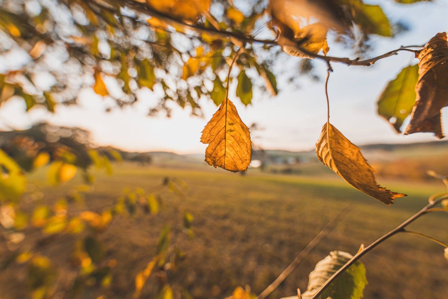 Der Ast eines Baumes mit gelbem Herbstlaub vor blauem Himmel
