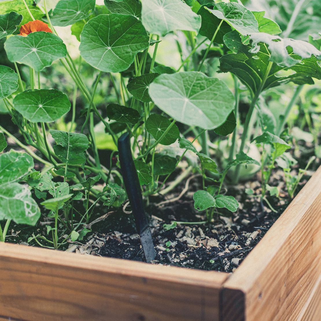 Hochbeet: der kleine Garten in der Kiste.