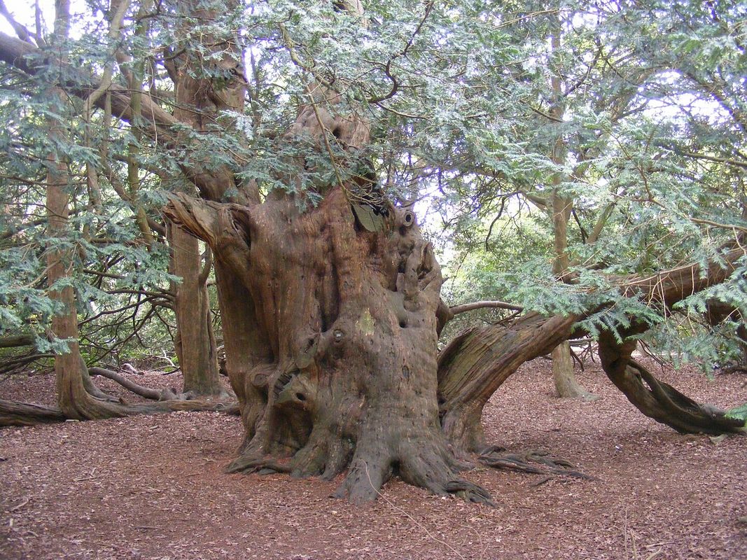 Teakbaum (Tectona grandis)