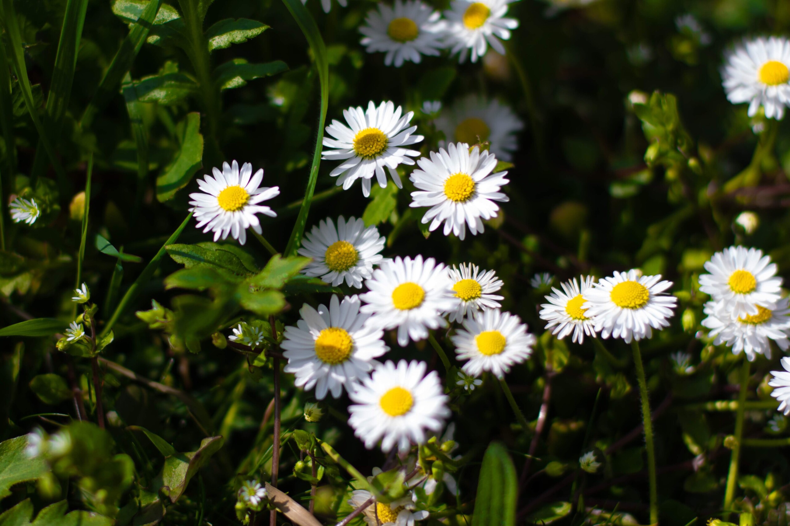 Produktfreisteller links