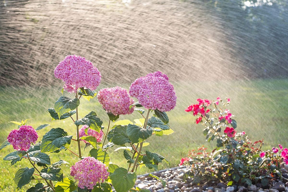 Hortensie - Bewässerung mit Gardena