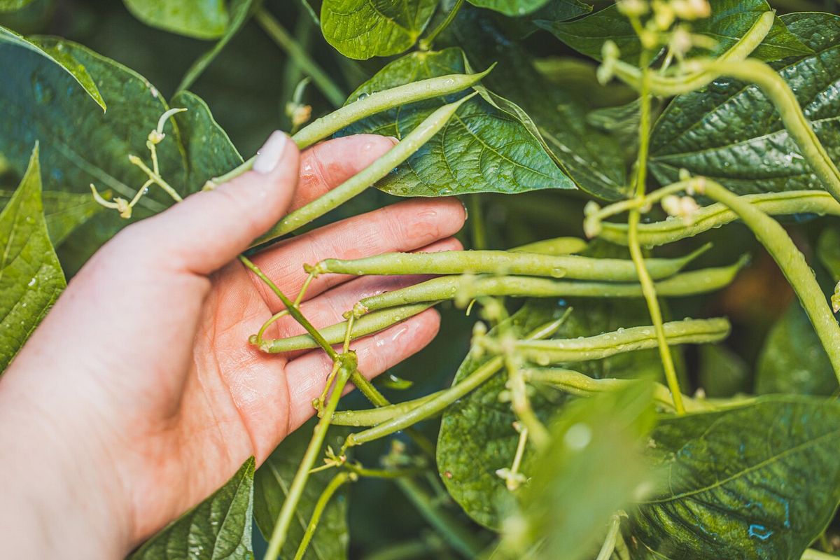 Ernte im eigenen Garten - leckere Bohnen aus dem Garten schmecken am besten