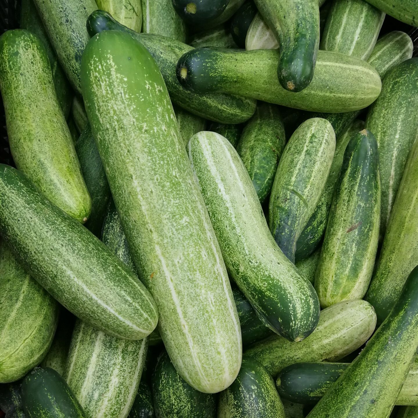 Gurkenernte