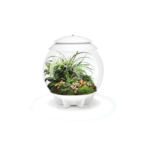 BiOrb Terrarium AIR 30
