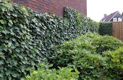 BambusBASIS Mobilane Efeu-Fertighecke Breite 120 cmZubehörbild