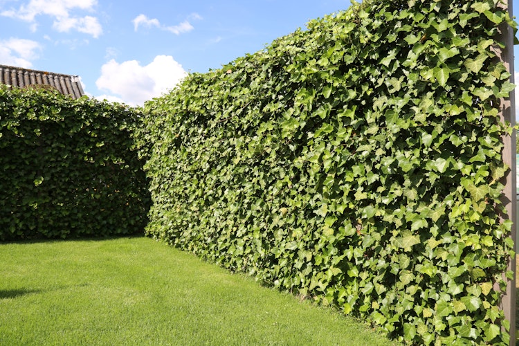 BambusBASIS Mobilane Efeu-Fertighecke Breite 120 cm