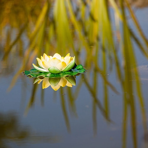 Künstliche Seerosen, 10cm, gelb (001123-00)