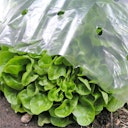 Vorschaubild Noor Frühbeetfolie 1,5 x 10 m