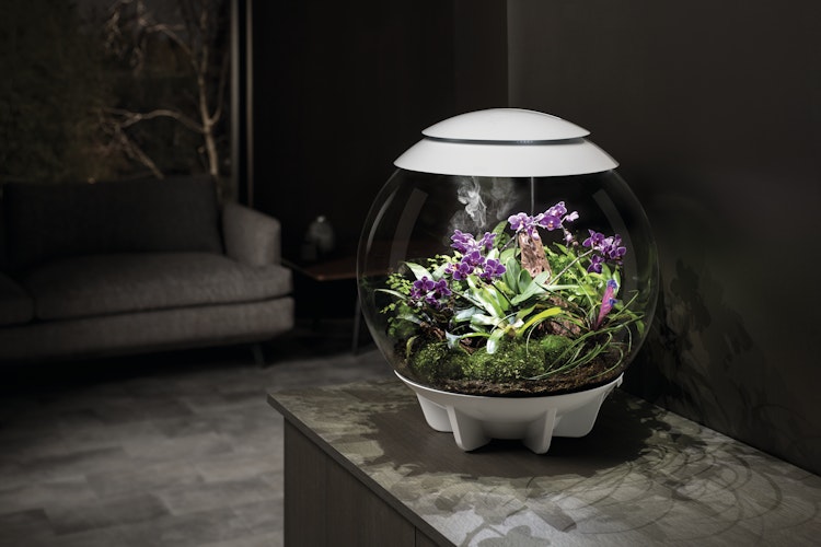 BiOrb Terrarium AIR 60