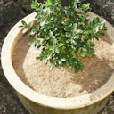 Vorschaubild Noor Kokosscheibe Winterschutz in verschiedenen Durchmessern