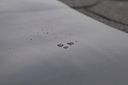 Vorschaubild Wolff Finnhaus EPDM Dachbahn 7,5 m² inklusive Klebstoff