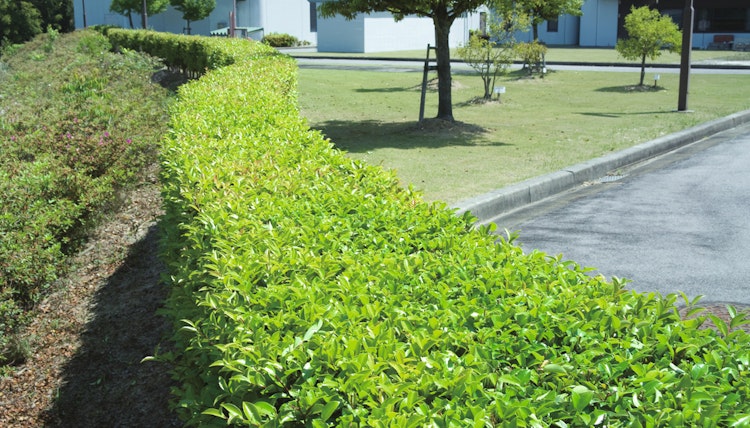 Makita Elektro-Heckenschere UH5570