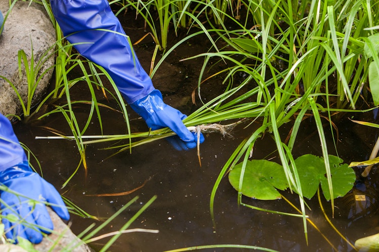 Teichhandschuhe, Größe L (TZ393-00)