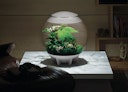 Vorschaubild BiOrb Terrarium AIR 60