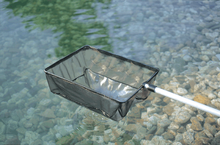 Oase Algenkescher groß