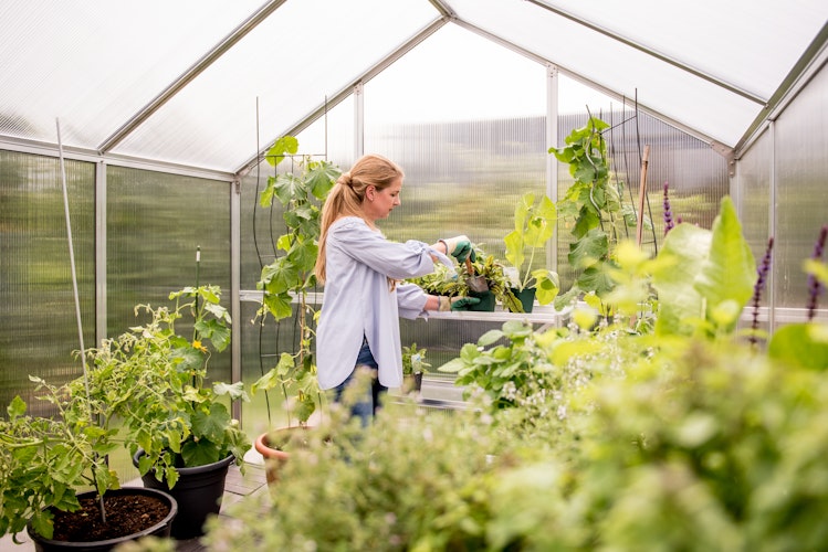 KGT Gewächshaus Novum Typ IV