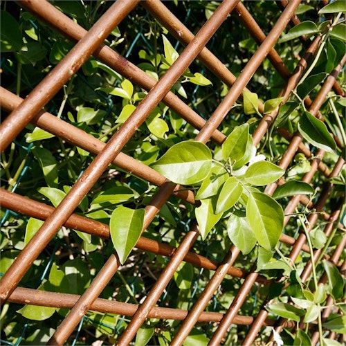 Noor Rankgitter Weide 1x2 m