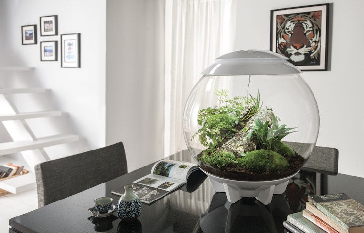 BiOrb Terrarium AIR 60
