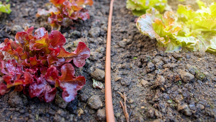 Vitavia Tropfschlauch 