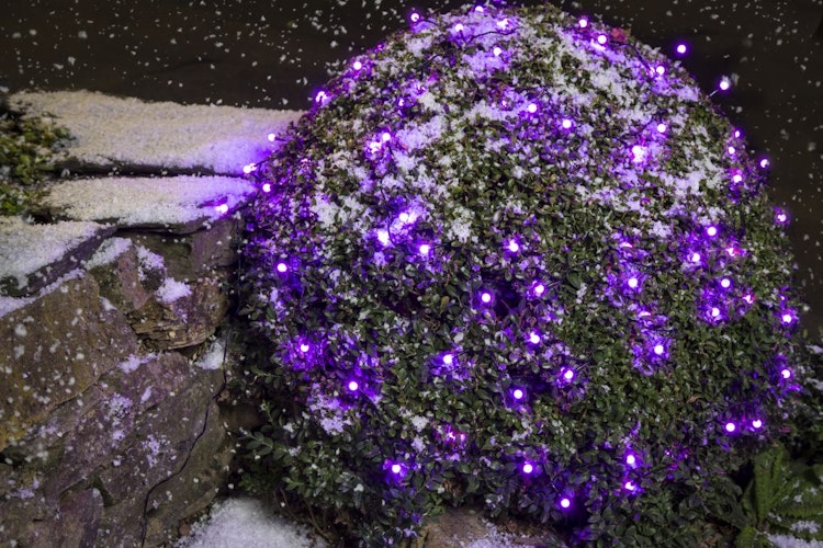 Konstsmide Weihnachtsbeleuchtung  LED Lichterkette 80 purpurfarene runde Dioden