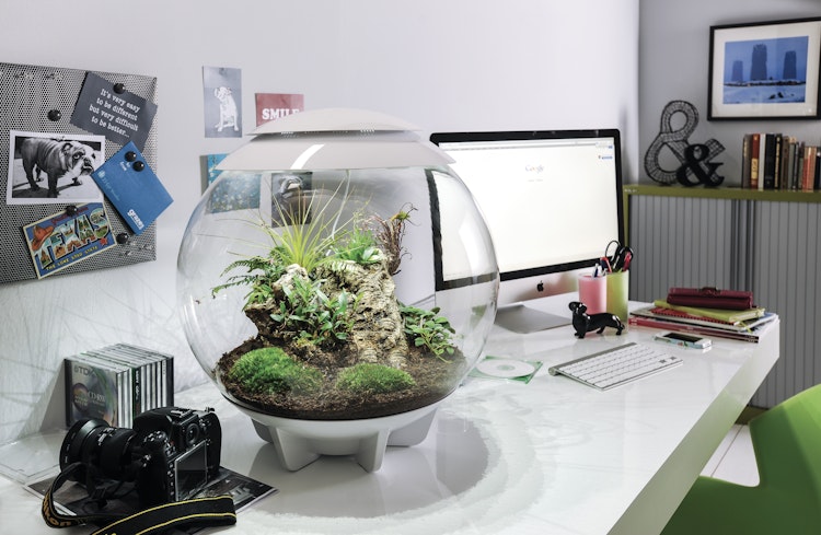 BiOrb Terrarium AIR 60