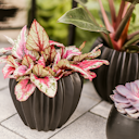 Vorschaubild Wikholm form Design Pflanzgefäß / Blumentopf Keramik schwarz ⌀ 15 x H 18 cm