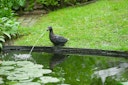 Vorschaubild Ubbink Wasserspeier Ente