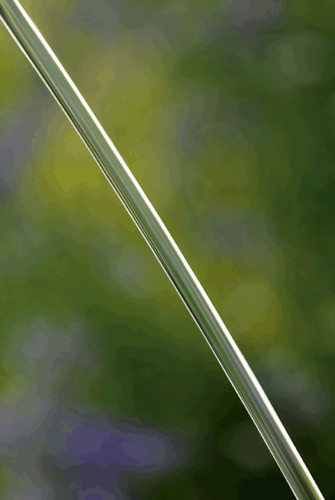 Oase Wasserspiel Water Jet Lightning