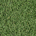 Vorschaubild COMPO SAAT Schatten-Rasen