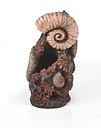 Vorschaubild biOrb Muschelbaumstumpf Ornament