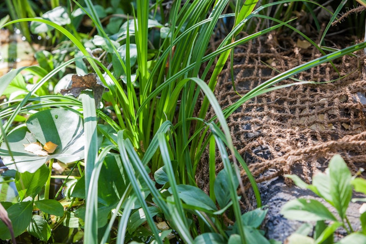 Anpflanzhilfe / Böschungsmatte 1 x 5m (TZ191-00)