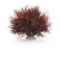 biOrb Seelilie dunkelrot (46077)