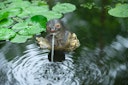 Vorschaubild Ubbink Wasserspeier Otter