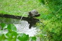 Vorschaubild Ubbink Wasserspeier Schildkröte