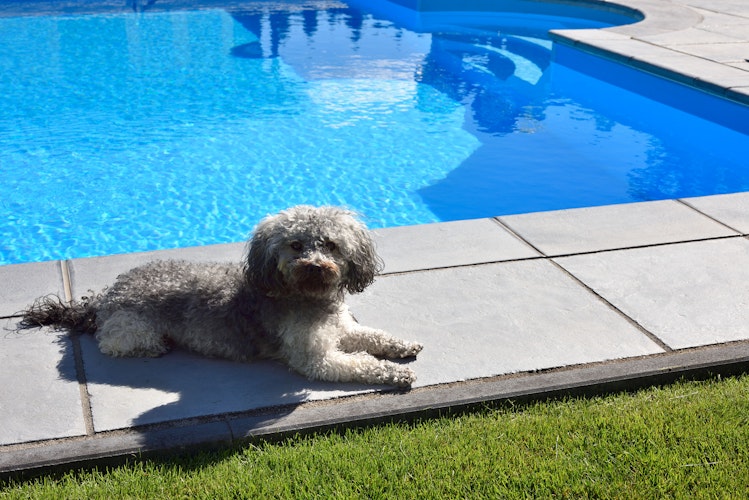 WESERWABEN® Pool- / Beckenrandsteine - Margo Perlgrau