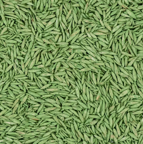 COMPO SAAT® Trocken-Rasen 2 kg für 80 m²