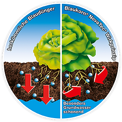 Blaukorn Wirkprinzip