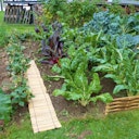 Vorschaubild BambusBASIS Filigrane Beetumrandung