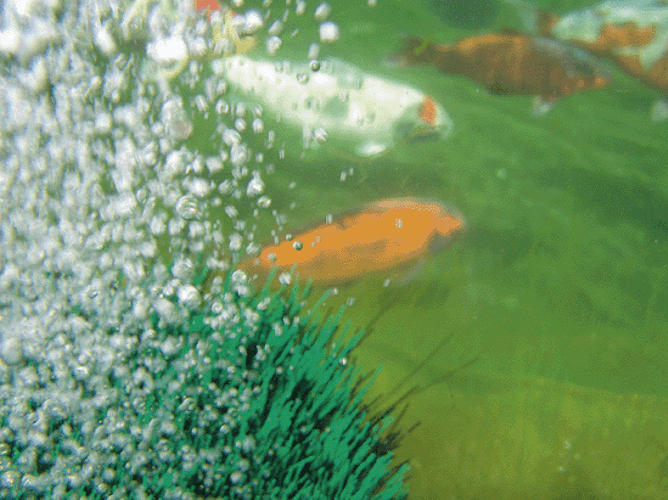 Oase Teichbelüfter OxyTex 1000