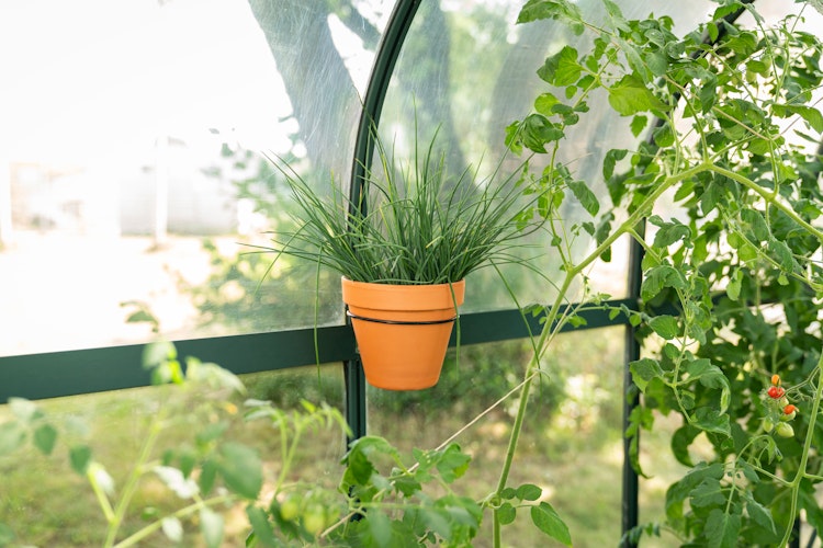 Vitavia Pflanzentopfhalter Durchmesser 14 cm, schwarz (Set mit 3 Stück)