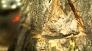 Husqvarna Motorsäge Elektro-Kettensäge 420EL 16" 